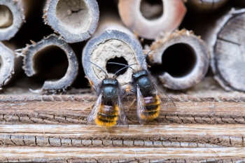 Päärchen der Gehörnten Mauerbiene am Insektenhotel